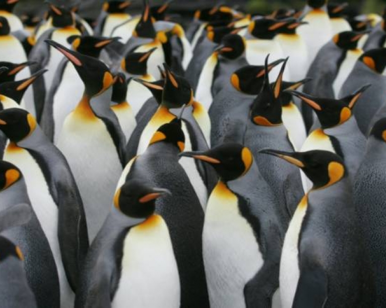Antarctic penguins suffer 'catastrophic' breeding failure